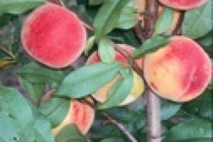 http://pietersappleyard.ca/wp-content/uploads/2017/06/Peach-Redhaven-300x200.jpg