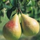 http://pietersappleyard.ca/wp-content/uploads/2017/06/Pear-flemish-beauty-1-130x130.jpg