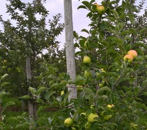 one week before ripe