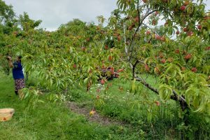 peach picking