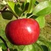http://pietersappleyard.ca/wp-content/uploads/2025/06/Cortland-Apple--100x100.jpg
