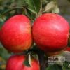 http://pietersappleyard.ca/wp-content/uploads/2025/06/Elstar-100x100.jpg