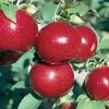 http://pietersappleyard.ca/wp-content/uploads/2025/06/Empire-Apple-100x100.jpg