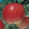 http://pietersappleyard.ca/wp-content/uploads/2025/06/FuJI-Apple-100x100.jpg