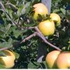 http://pietersappleyard.ca/wp-content/uploads/2025/07/GingerGold-Apple--100x100.jpg