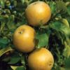 http://pietersappleyard.ca/wp-content/uploads/2025/07/GoldenRusset-100x100.jpg
