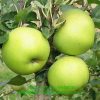 http://pietersappleyard.ca/wp-content/uploads/2025/07/Greensleeve-apple--100x100.jpg