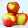 http://pietersappleyard.ca/wp-content/uploads/2025/07/Honeycrisp200x150-100x100.jpg