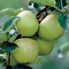 http://pietersappleyard.ca/wp-content/uploads/2025/07/Lodi-small-100x100.jpg