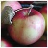 http://pietersappleyard.ca/wp-content/uploads/2025/07/RedFree-100x100.jpg