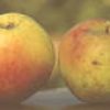 http://pietersappleyard.ca/wp-content/uploads/2025/07/TolmanSweet-100x100.jpg