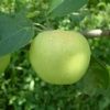 http://pietersappleyard.ca/wp-content/uploads/2025/07/YellowTransparent-100x100.jpg