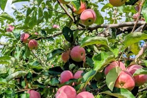 http://pietersappleyard.ca/wp-content/uploads/2025/08/Paula-Red-Apple-300x200.jpg